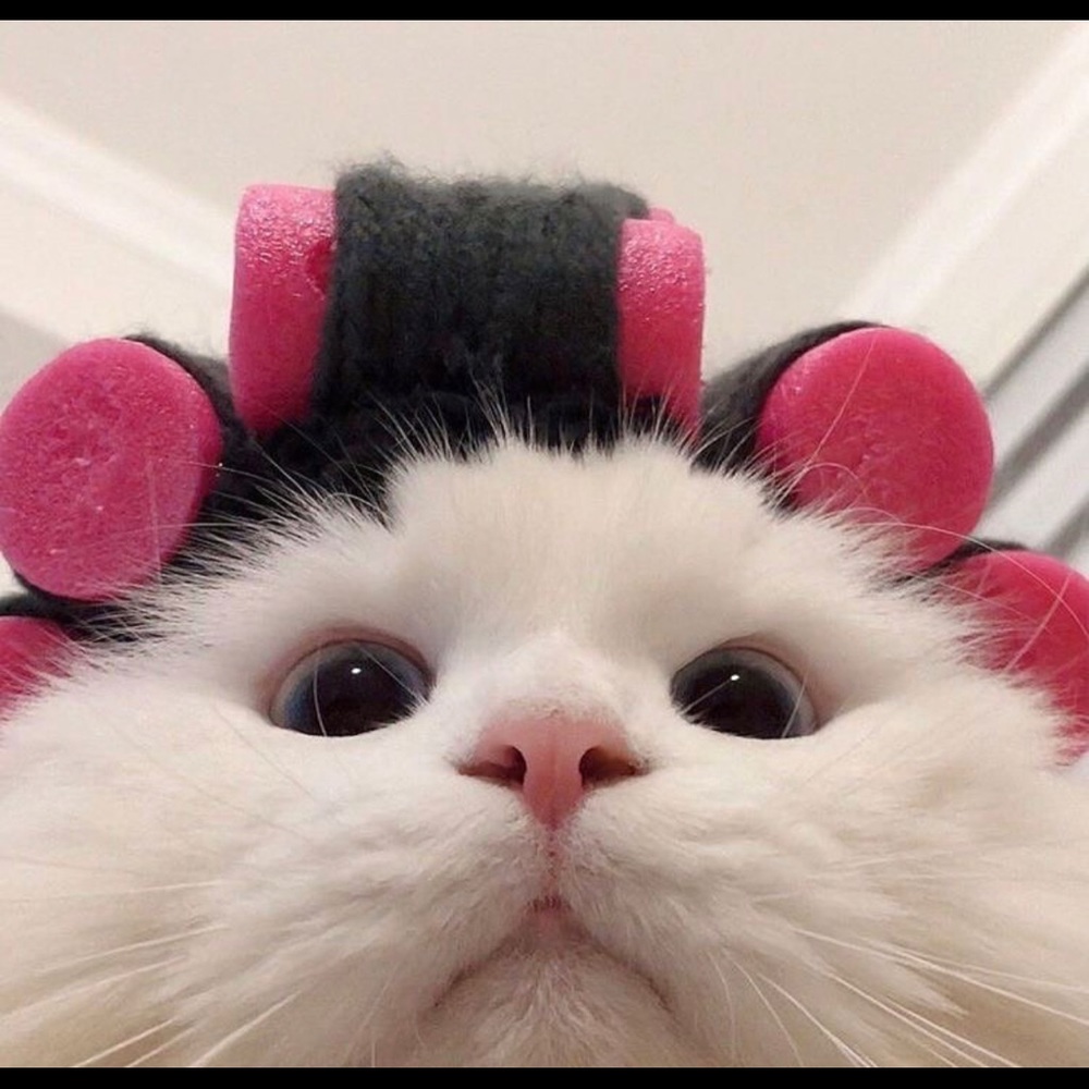 Meet your Posher, Jewelz